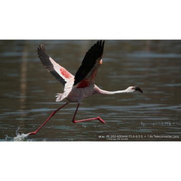 Sony FE 200-600mm f/5.6-6.3 G OSS Lens