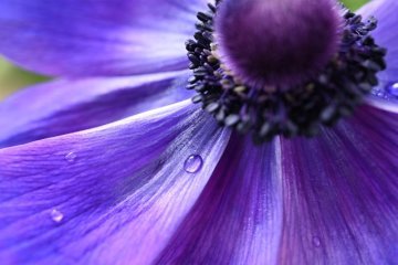 NIKON Z 50MM  F:2.8 S MACRO LENS