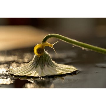 NIKON Z 105MM F:2.8 VR S MACRO LENS